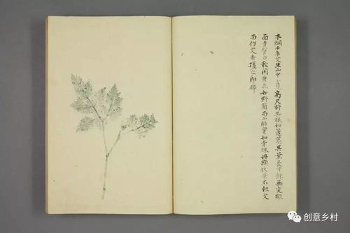 如同诗歌一样的植物谱图